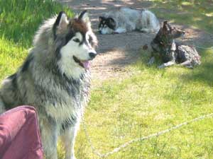 Hudons Malamutes - Kina