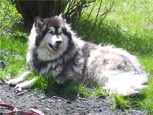 Hudons Malamutes - Kina