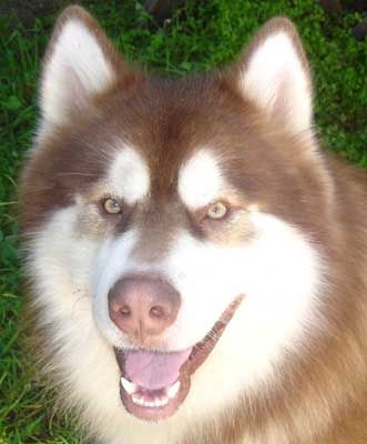 Hudons Malamutes - Kodi