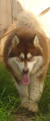 Hudons Malamutes - Kodi