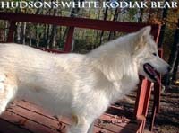 Hudsons Malamutes - Kodiak Bear