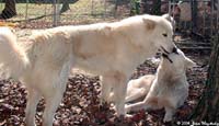 Hudsons Malamutes - Kodiak Bear