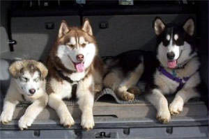 Hudsons Malamutes - Lance Page family