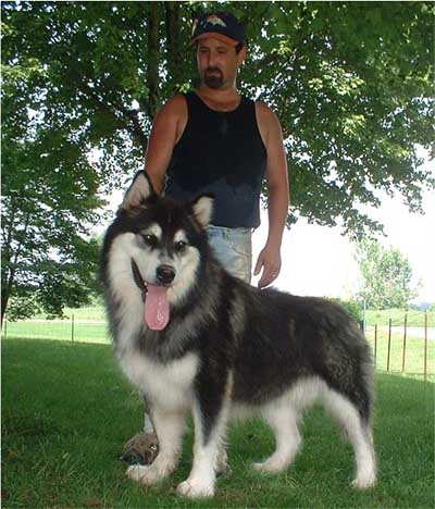 Hudsons Malamutes - Legand