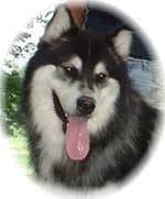 Hudsons Malamutes - Legand