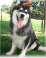 Hudsons Malamutes - Legand