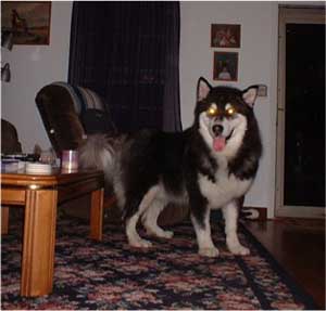 Hudsons Malamutes - Legand