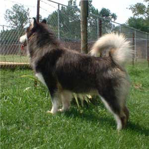 Hudsons Malamutes - Legand