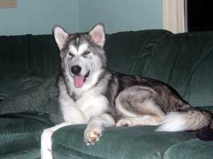 Hudons Malamutes - Loki