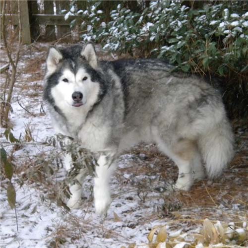 Hudons Malamutes - Loki