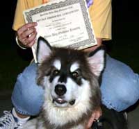 Hudsons Malamutes - Miki  Basic Obedience Graduate