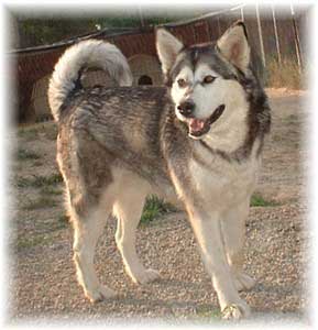 Hudsons Malamutes - Naya