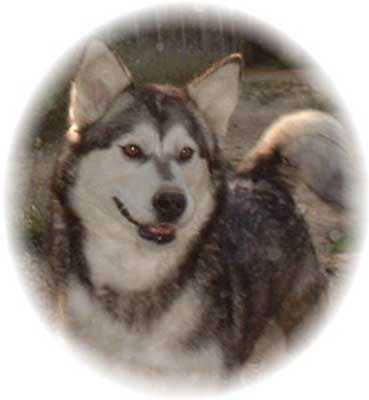 Hudsons Malamutes - Naya