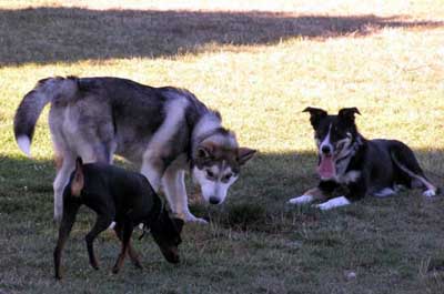 Hudons Malamutes - Odin