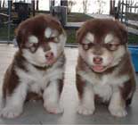 Hudson's Malamutes - Adorable Red/White Puppy! - A Puppy is a big investment. You have to have love and understanding. You have to have a commitment to training.