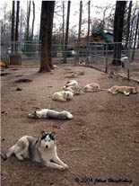 Hudson's Malamutes - Room to run and play.