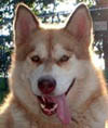Hudsons Ruby - Red/White Alaskan Malamute