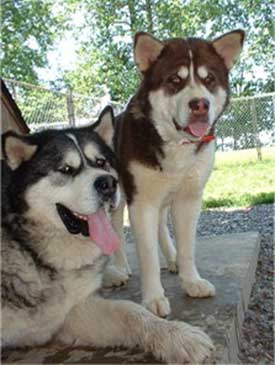 Hudsons Malamutes - Sampson and Delilah