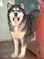 Hudsons Malamutes - Sampson