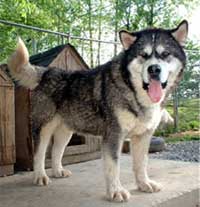 Hudsons Malamutes - Sampson