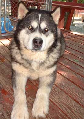 Hudsons Malamutes - Sampson