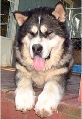 Hudsons Malamutes - Sampson