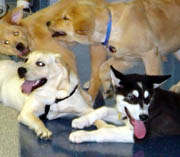 Hudsons Malamutes - Sebastian socializing at Puppy Kindergarten