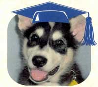 Hudsons Malamutes - Sebastian Puppy Kindergarten Graduate