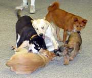 Hudsons Malamutes - Sebastian puppy play at Puppy Kindergarten