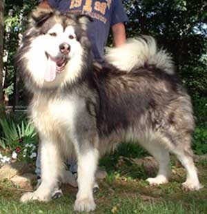 Hudsons Malamutes - Sumo