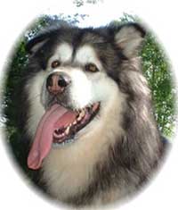 Hudsons Malamutes - Sumo