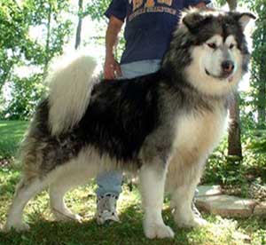 Hudsons Malamutes - Sumo