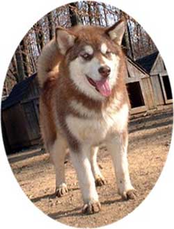 Hudsons Malamutes - Tana at 7 months with her mom Chyanne