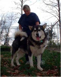 Hudsons Malamutes - Thumper - November 2004