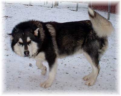 Hudsons Malamutes - Thumper - December 2004