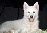 Hudons Malamutes - Tikaani - born Born January 13th, 2004