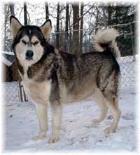 Hudsons Malamutes - Ursa