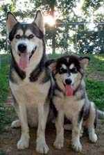 Hudsons Malamutes - Ursa