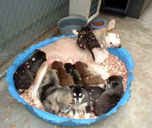 Hudsons Malamutes - Zawarah with pups