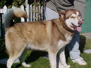 Hudsons Malamutes - Zawarah mom Mya 