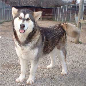 Hudsons Malamutes - Ivanka